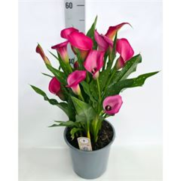 Zantedeschia  'Zazu' Pink