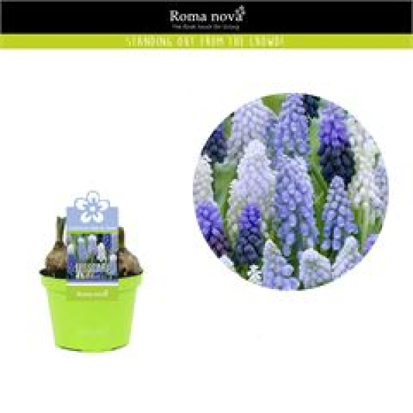 Muscari Mix im Topf
