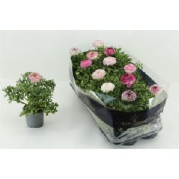 Ranunculus rosa Mix