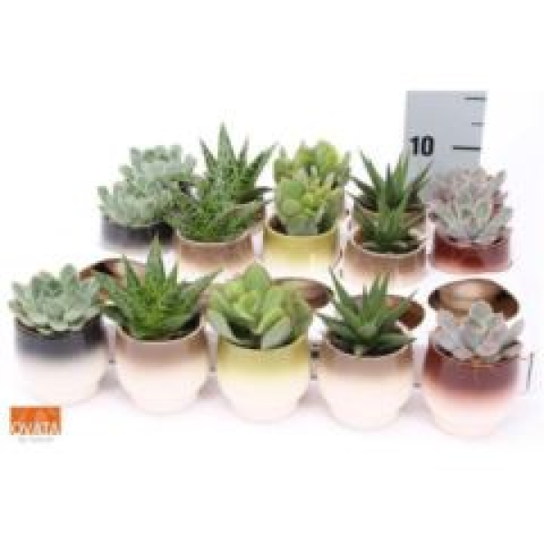 Mini Succulenten Mix in Keramiktopf bunt