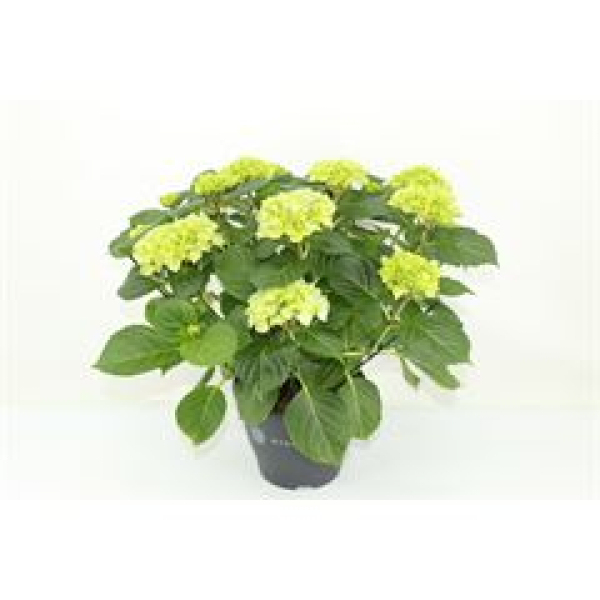 Hydrangea mac. Busch blau