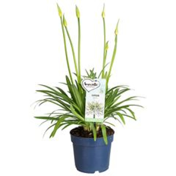 Agapanthus weiß