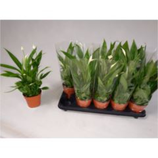 Spathiphyllum 'Alana'