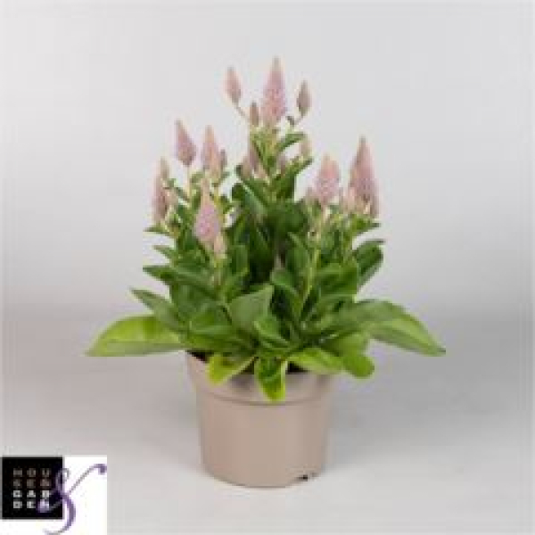 Ptilotus exaltatus 'Joey'