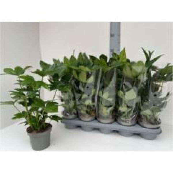 Fatsia japonica