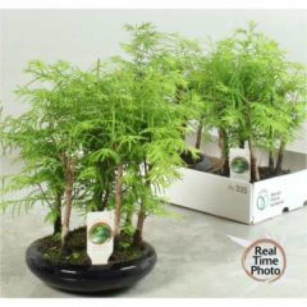 Bonsai Metasequoia