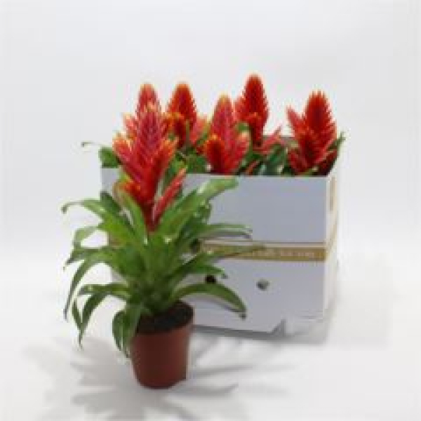 Vriesea 'Intenso Peach'