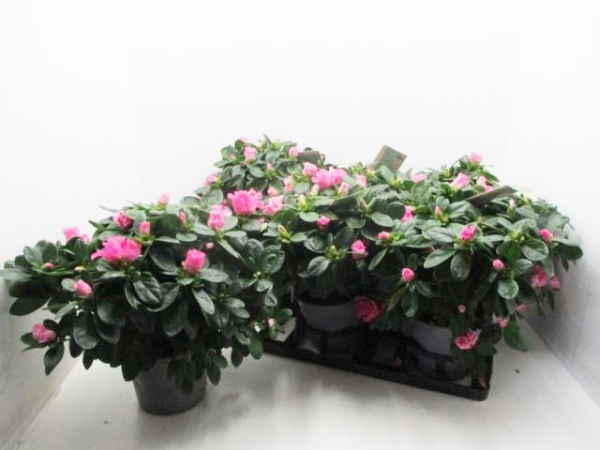 Azaleen pink
