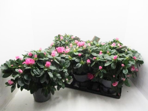 Azaleen "Lea" 22-25 cm pink
