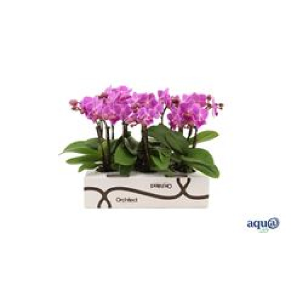 Mini Phalaenopsis 2 Rispen rosa