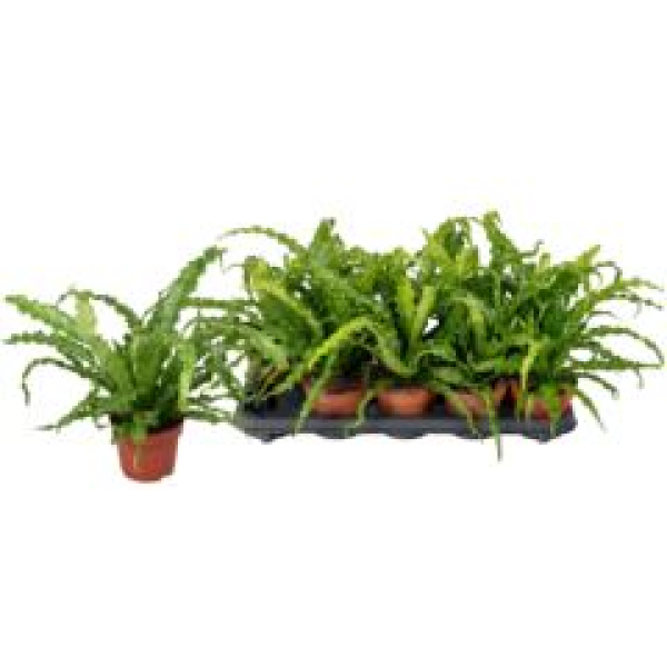 Asplenium antiquum 'Osaka'