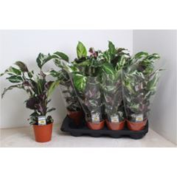 Calathea 'Stella'