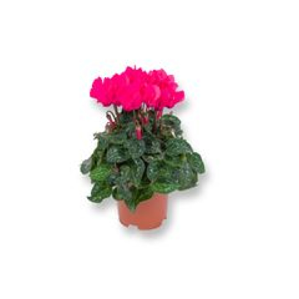 Cyclamen midi pink
