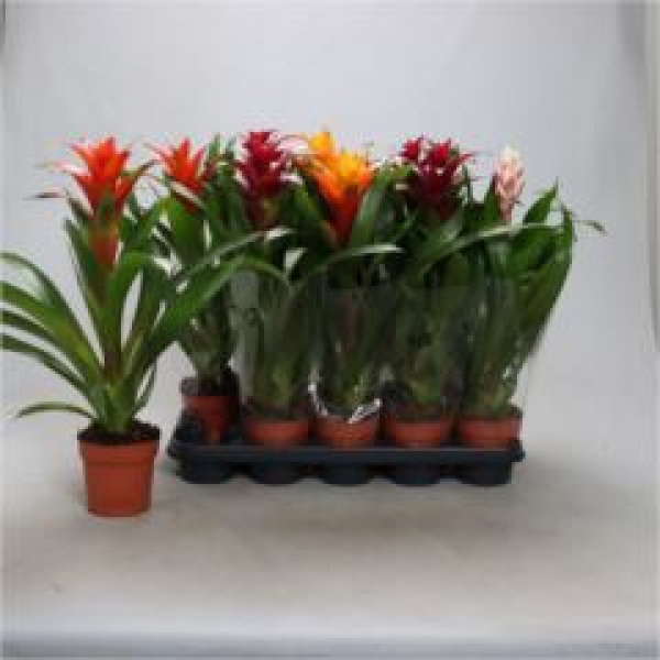 Guzmania gemischt