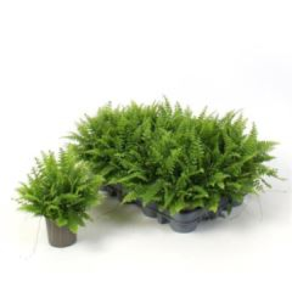 Nephrolepis exal. 'Green Moment'