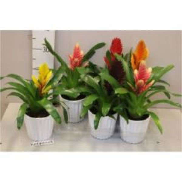 Vriesea gemischt mit weißem Übertopf