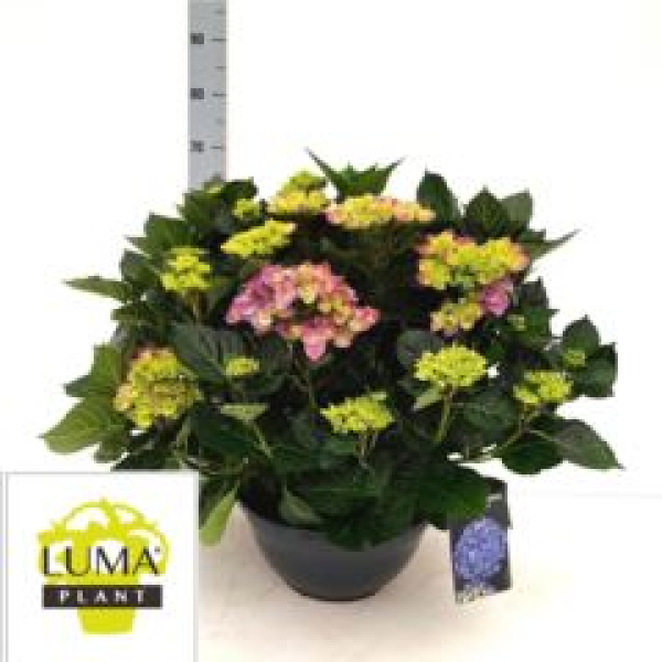 Hydrangea Busch flieder