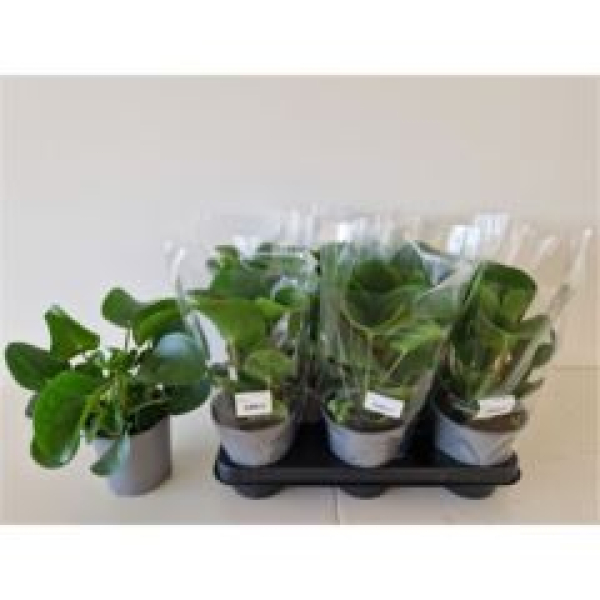 Pilea peperomioides