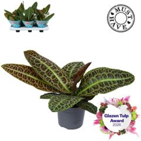 Labisia obtusifolia 'Kura Kura'