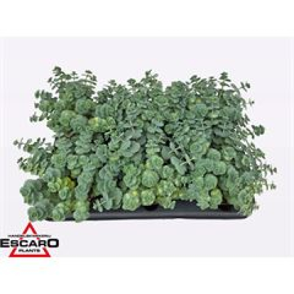 Sedum sieboldii 'Mediovariegatum'