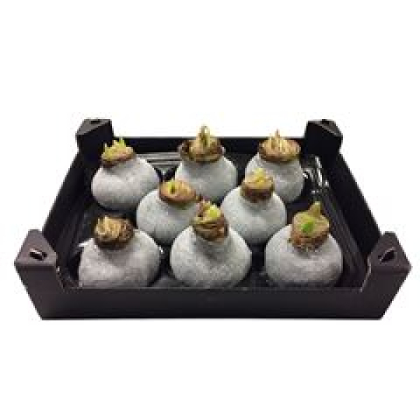 Wachsamaryllis  Glitter silber