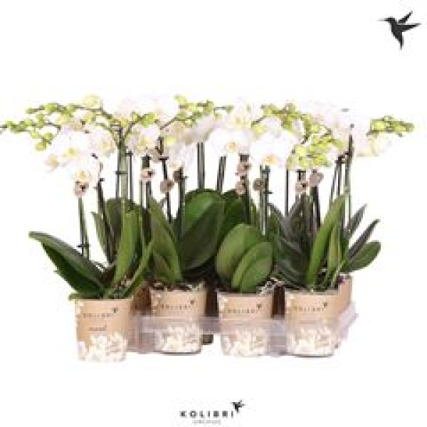 Phalaenopsis midi 2 Rispen weiß