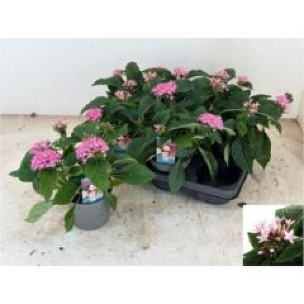 Pentas lanceolata 'Starclust Rose'