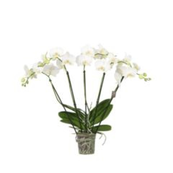 Phalaenopsis "Fächer" weiß
