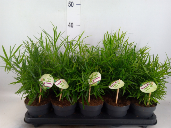 Asparagus falcatus