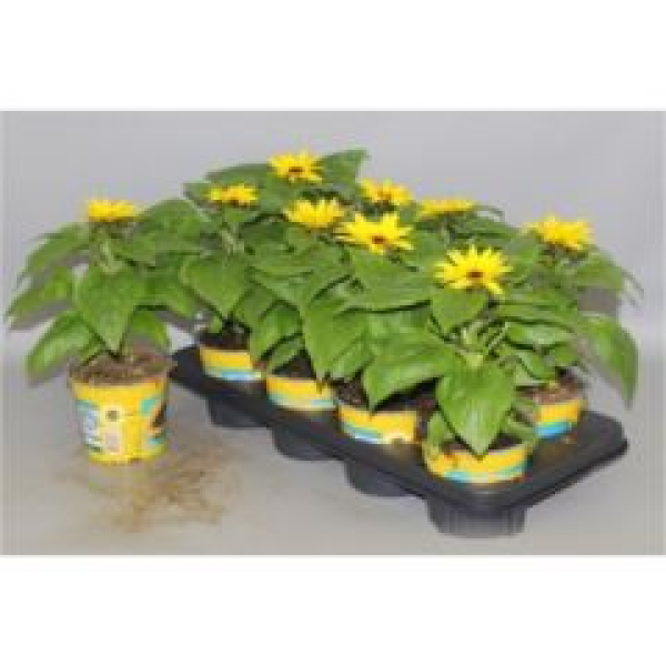 Helianthus an. 'Sunsation'