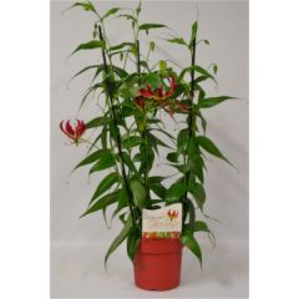 Gloriosa