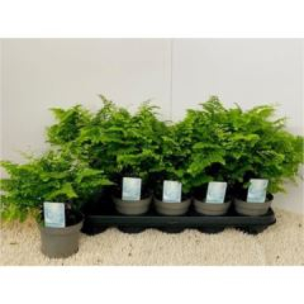 Adiantum raddi. 'Fritz-Luthi'