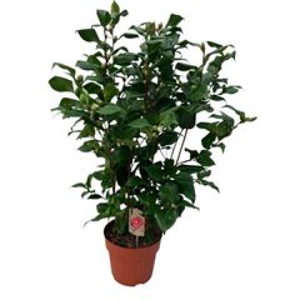 Camellia japon. "Dr. King"