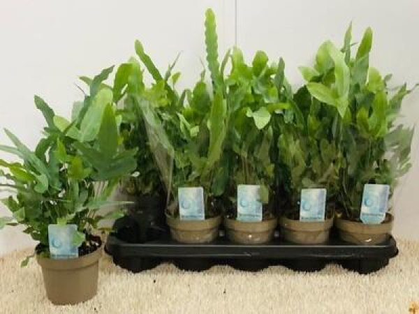 Phlebodium aureum 'Blue Star'