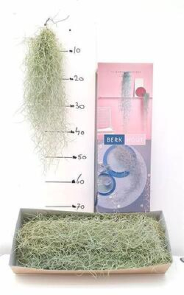 Tillandsia usneoides
