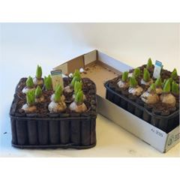 Hyacinthus in Holzkiste