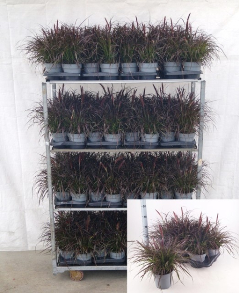 Pennisetum "Tiny Tails"
