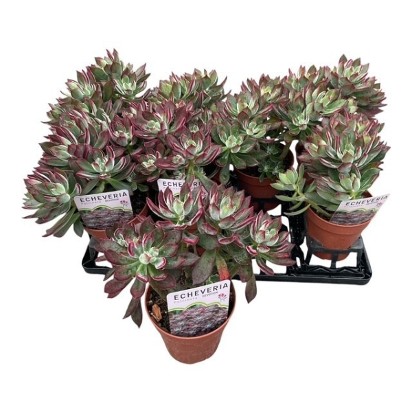Echeveria pulvinata