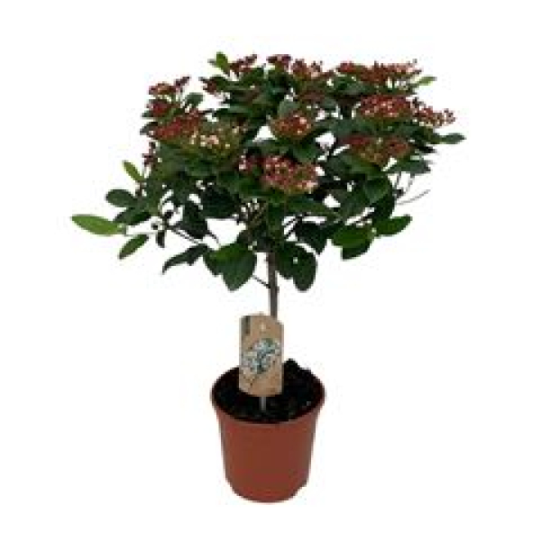 Viburnum tinus 'Gwenllian'