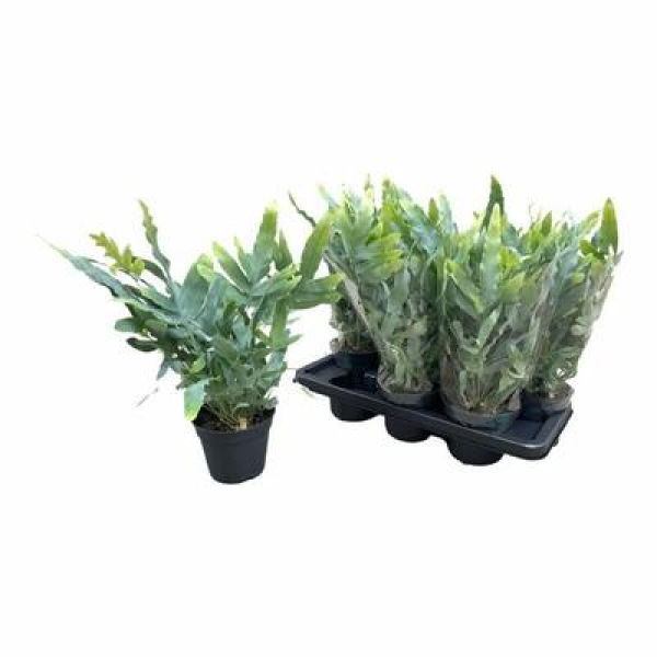 Phlebodium aureum 'Blue Star'