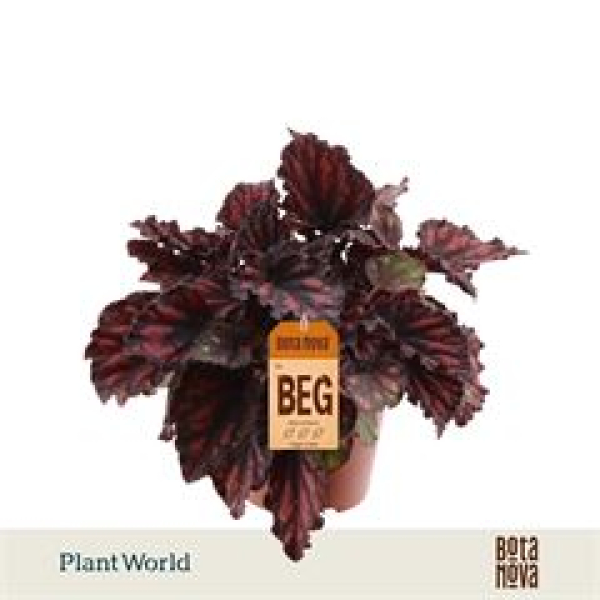 Begonia rex " Etna"