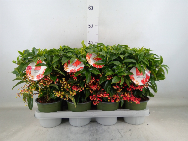 Ardisia crenata