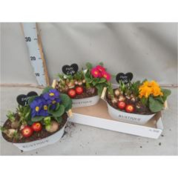 Frühlingsmix in Blechschale-oval