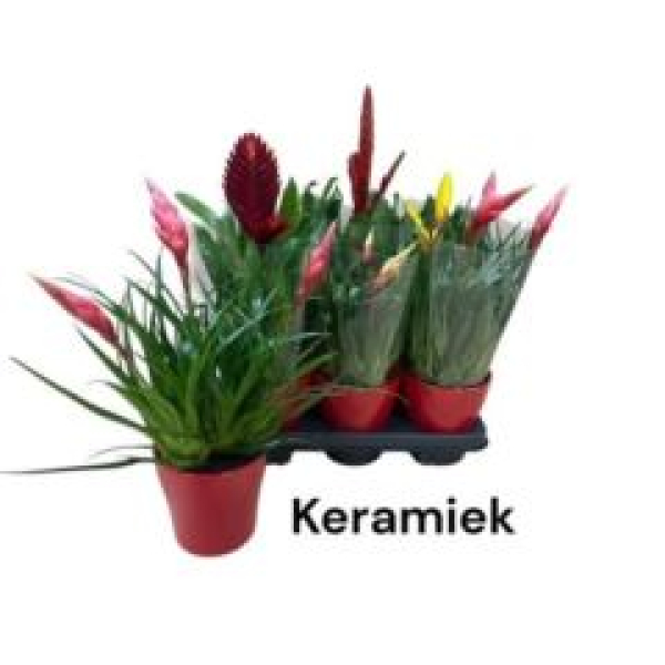 Vriesea Mix im Übertopf