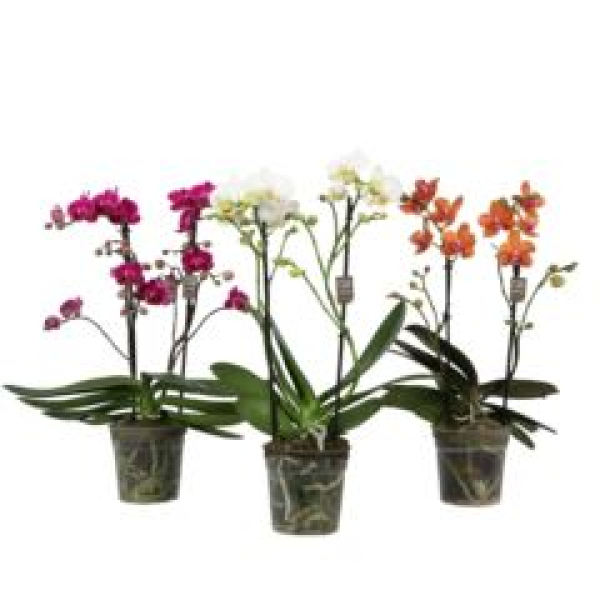 Phalaenopsis 2 Rispen Mix
