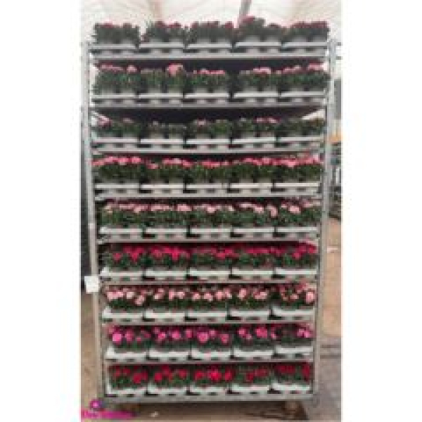Dianthus 'Super Trouper Oscar'