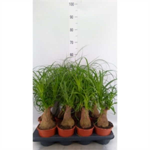 Beaucarnea recurvata