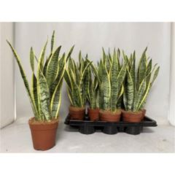 Sansevieria trifa. 'Laurentii'