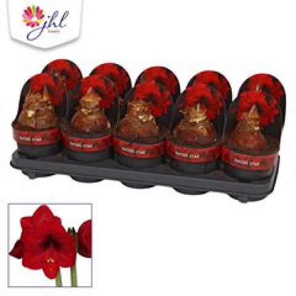 Hippeastrum 'Rhode Star' weinrot