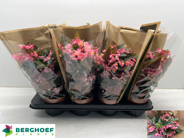 Begonia maculata "Spotlight Green"